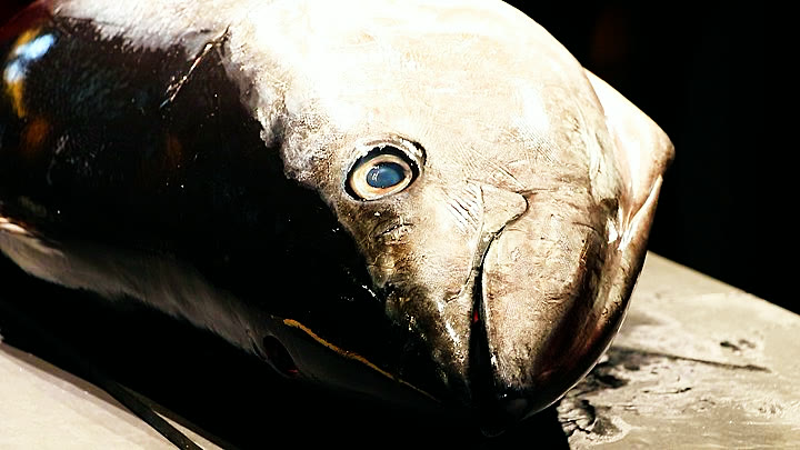 本マグロの頭